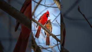 Affectionated Northern Cardinals #shorts #birds #nature #birdwatching  #wildlife