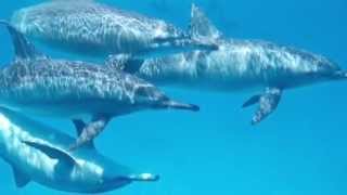 Celebrity Dolphins Save Swimmers Lives  - Top News HQ Wealth