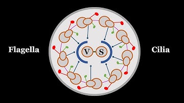 Flash videos: Flagella vs Cilia