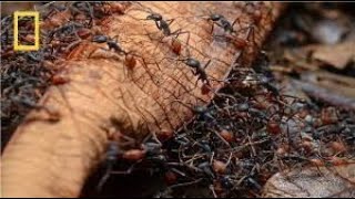 National Geographic   Army Ants   BBC Wildlife Documentary
