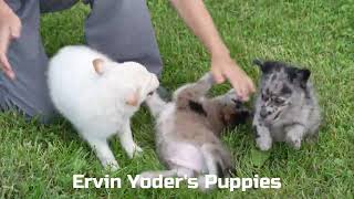 Ervin Yoder's Mini Poodle Puppies