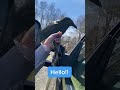 The raven has quite impressive linguistic talent🤭🤯😆 #birds #crow #crowsound #viral#viral#usa
