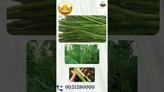 उच्च गुणवत्ता मोरिंगा के बीज | मोरिंगा | Drumstick Seeds farmguru agriculture ytshorts