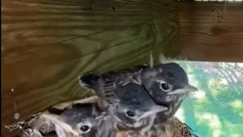 APRIL ROBINS-Time Lapse of 5 Robin Eggs From Hatching to Fledging