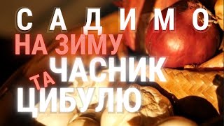картинка: САДИМО ЧАСНИК та ЦИБУЛЮ НА ЗИМУ. ТЕРМІНИ