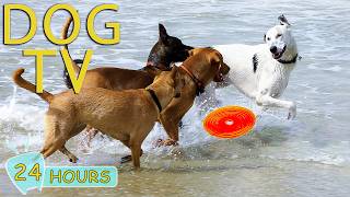 DOG TV: Best  Videos Entertain With Music Help No-Anxiety for Dogs Alone at Home - Music for Dogs