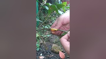 How to: Air layering lemon tree