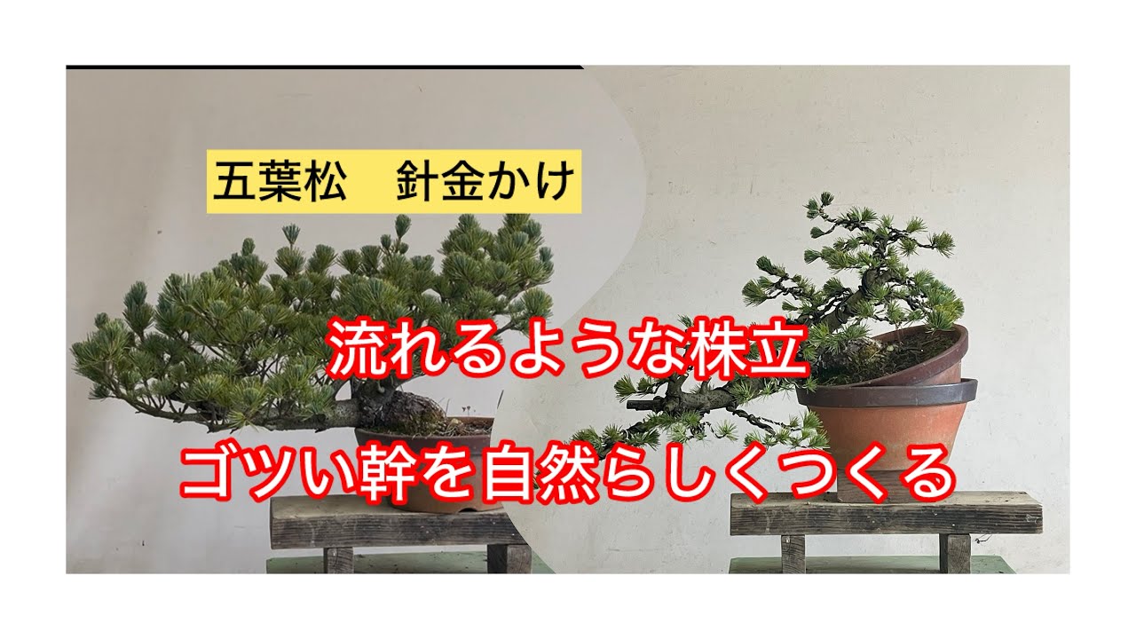 盆栽 五葉松 針金かけ ゴツい幹の五葉松を自然らしい株立に仕立てる