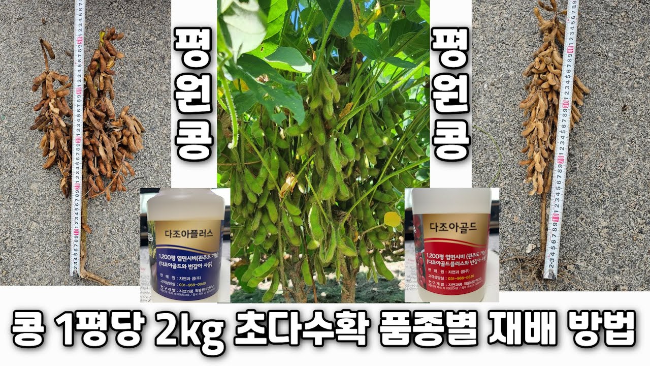 콩 1평당 2kg 초다수확 품종별 재배법- (1) 평원콩: 2023년 논콩 1천2백평 한 필지 2,233kg 생산(역대 최고수확량, 김제 김수환님) 문의 (031-968-0840)