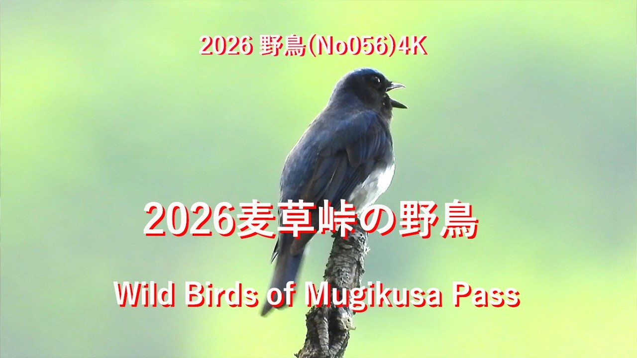 2026麦草峠の野鳥(No056)4K Wild Birds of Mugikusa Pass#野鳥 - YouTube