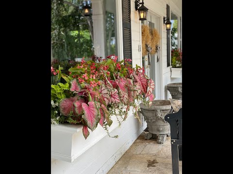 Video: Binnenhuise vensterboksplanters: kweek 'n vensterblommekas binne
