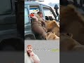 تلاحظ أن حركة الأسد عند سحب الشخص من السيارة تبدو مطاطية وغير طبيعية 