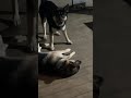 husky / shepherds play fighting #germanshepherd #husky