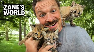 Kissing a Baby Bobcat