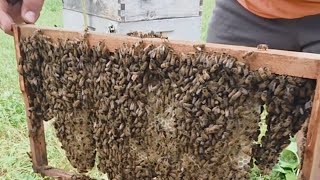 Releasing the Tree Queen | Dealing with Ants