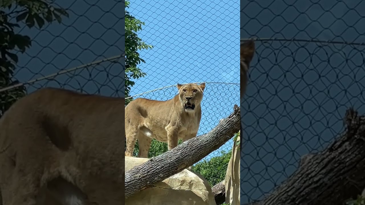 Schönbrunn Zoo Vienna