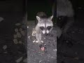 If you touch the snack, it's yours