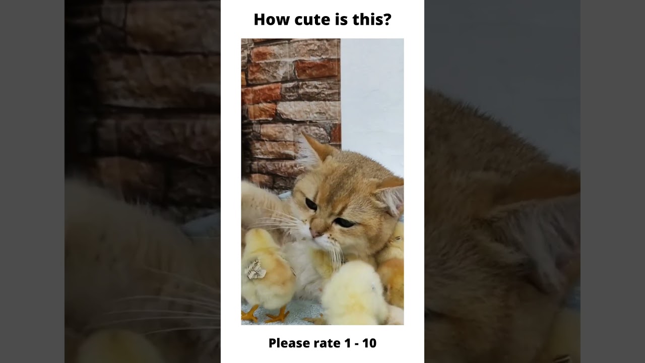 Purrfect Parenting: A Cat's Tender Care for Its Feathered Babies. 