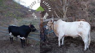 SURGE LA NUEVA GANADERÍA !!! RANCHO LA HIGUERA!!!