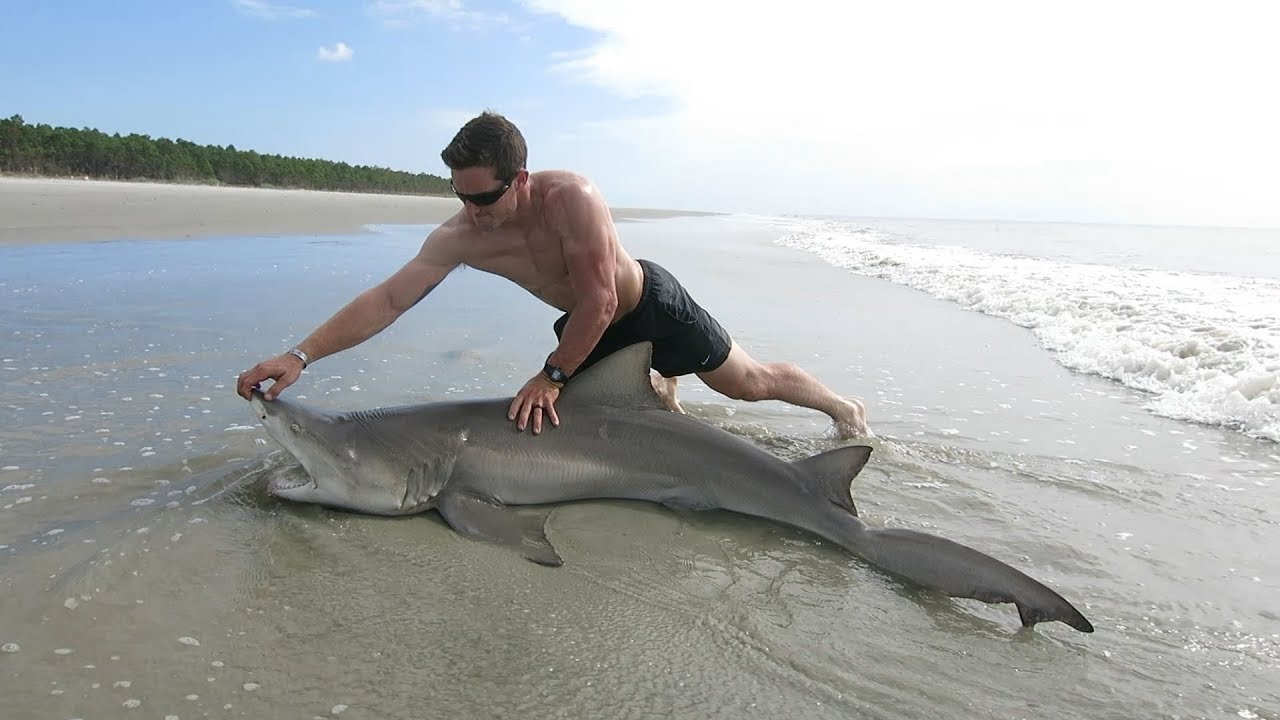 Huge Lemon Shark Caught on Deserted Island in GA YouTube