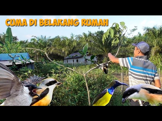 HANYA BELAKANG RUMAH AJA UDAH BISA MIKAT BURUNG BERHARGA class=