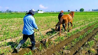 Escardando La Milpa Con Arado Tradicional Y Caballo (Yegua) | Boe Tonatiuh