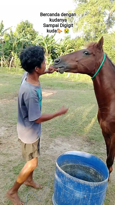 digigit kuda #janganlupasubscribe #horse #kudacikunir #kuda #kudapacu