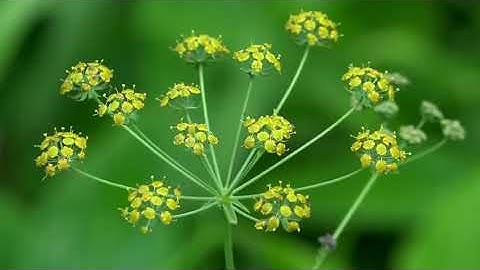 سورة الفلق بصوت القارئ أبو يوسف الخرخاشي