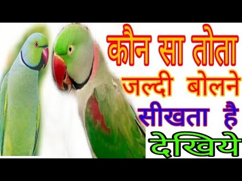 वीडियो: कौन सा तोता तेजी से बोलना सीखता है
