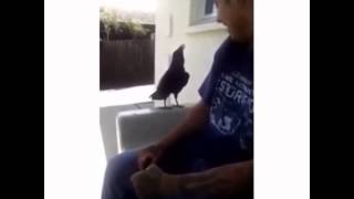 [ANIMAL VINE] Bird say f--ck you Resimi