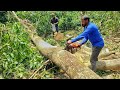 AMAZING😯!!! TALLEST TREE CUTTING AND FELL DOWN | STIHL MS 382