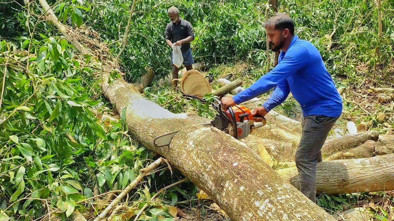 AMAZING😯!!! TALLEST TREE CUTTING AND FELL DOWN | STIHL MS 382 - YouTube