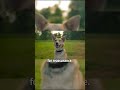 Reading Dog Smile #DogSmile #DogBodyLanguage #CanineJoy