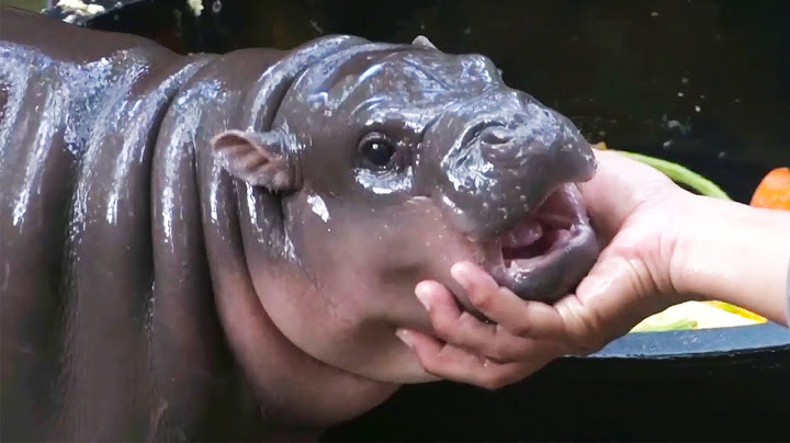 Baby Hippo Moo Deng Is a Social Media Star