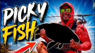 I had to throw everything for these fish! 2 day trip.