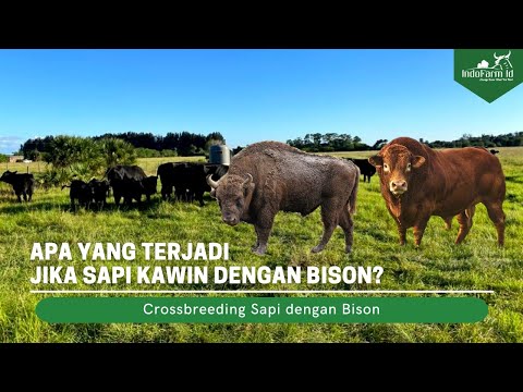 Video: Bisakah bison dan sapi dipelihara bersama?