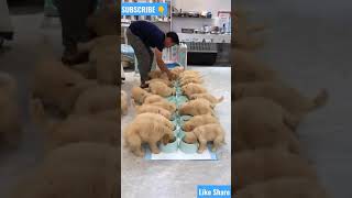 Funny Animals Dogs Cute Puppies#funnydogs #cutepets #shorts