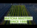 AIYA Matcha Harvest 2024