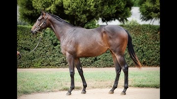 Kermadec x Vittoria Collona 2yo F