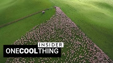 Drone footage of sheep herding is beautiful | One Cool Thing