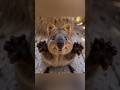 Quokka's Smile Will Melt Your Heart! 😭 Australia's Cutest Marsupial|Super Cute Animals