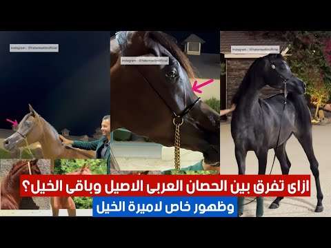 ازاى تفرق بين الحصان العربى الاصيل وباقى الخيل وظهور خاص لاميرة الخيل