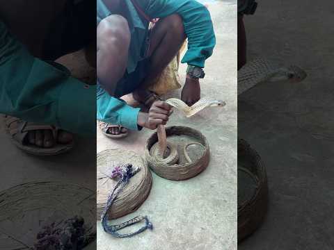 ￼￼￼सांप वाला आया घर में # #manojsahu #viral #youtubeshorts