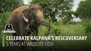 Celebrate Kalpana's Rescuversary: 5 Years At Wildlife SOS! by Wildlife SOS 1,280 views 3 weeks ago 1 minute, 23 seconds