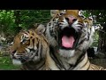 Bengalski tigrovi