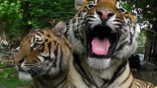 Bengalski tigrovi