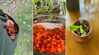 How To Germinate Magnolia Seeds | Seed Stratification and Sowing ASMR