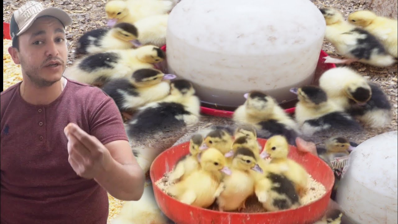 الطريقة الصحيحة لاستقبال البط بعد الفقس وتحويله من أول يوم مع اقوى رافع مناعه ومضاد حيوي مستحيل يمرض