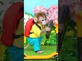 #comedy  #monkeybonbon #cutemonkey #monkeyfunnyvideos #bobykidstv #monkeybaby
