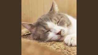 Cozy Catnap Lofi Melodies